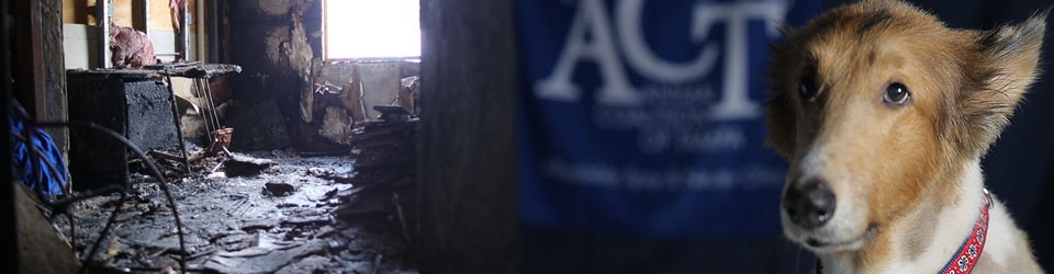 Animal Coalition Stories