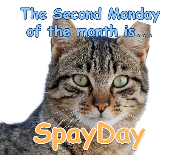 spayday.image