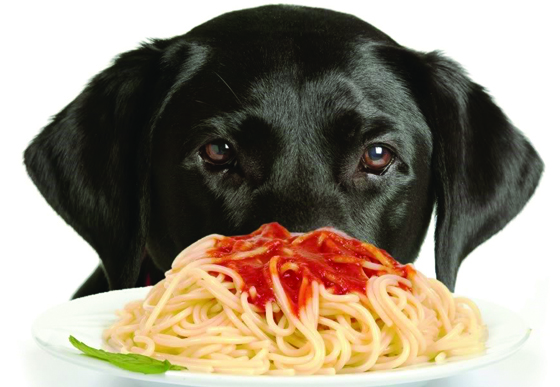 dog.spaghetti